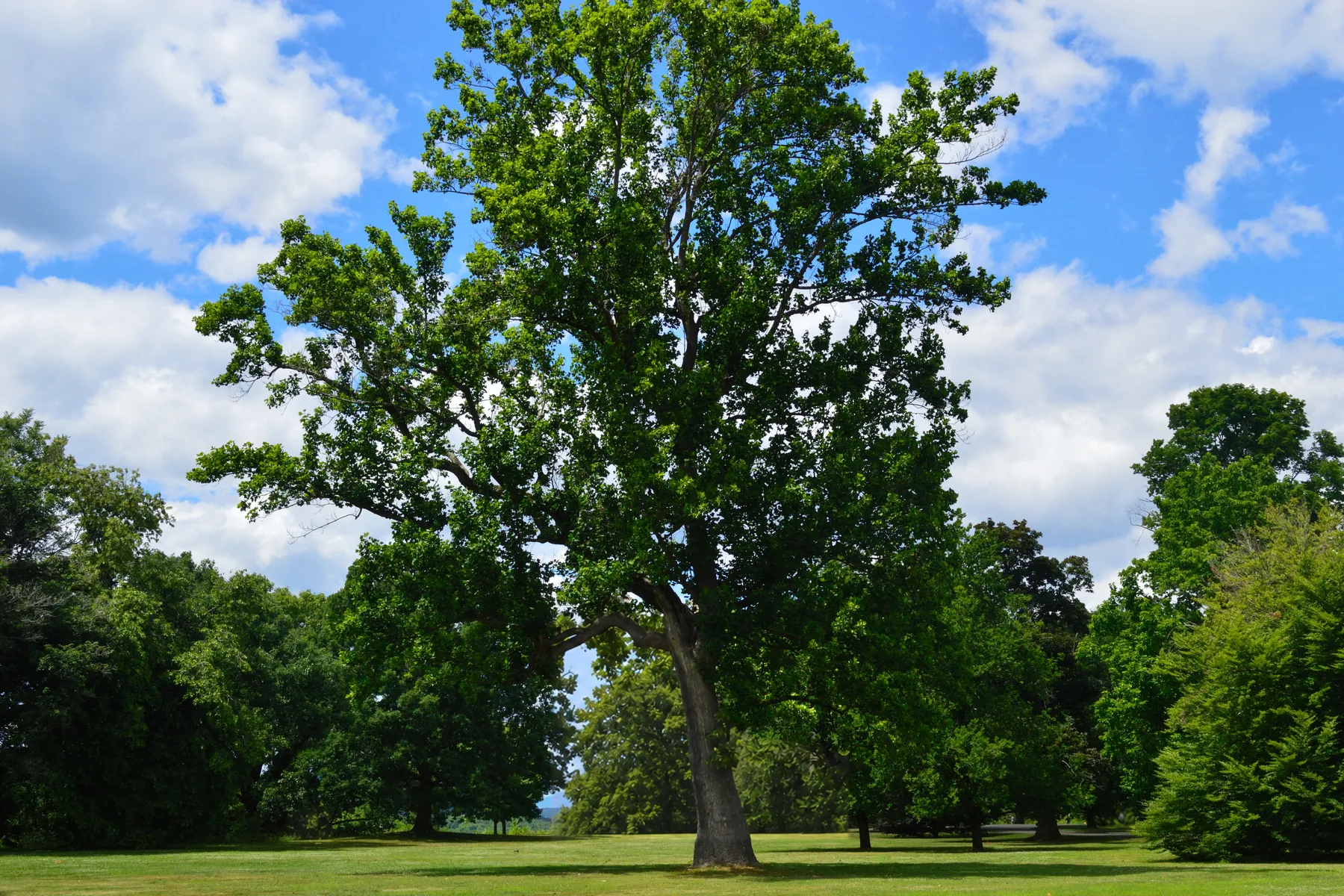 The same parkland tree with a clean, balanced crown and a bare trunk.