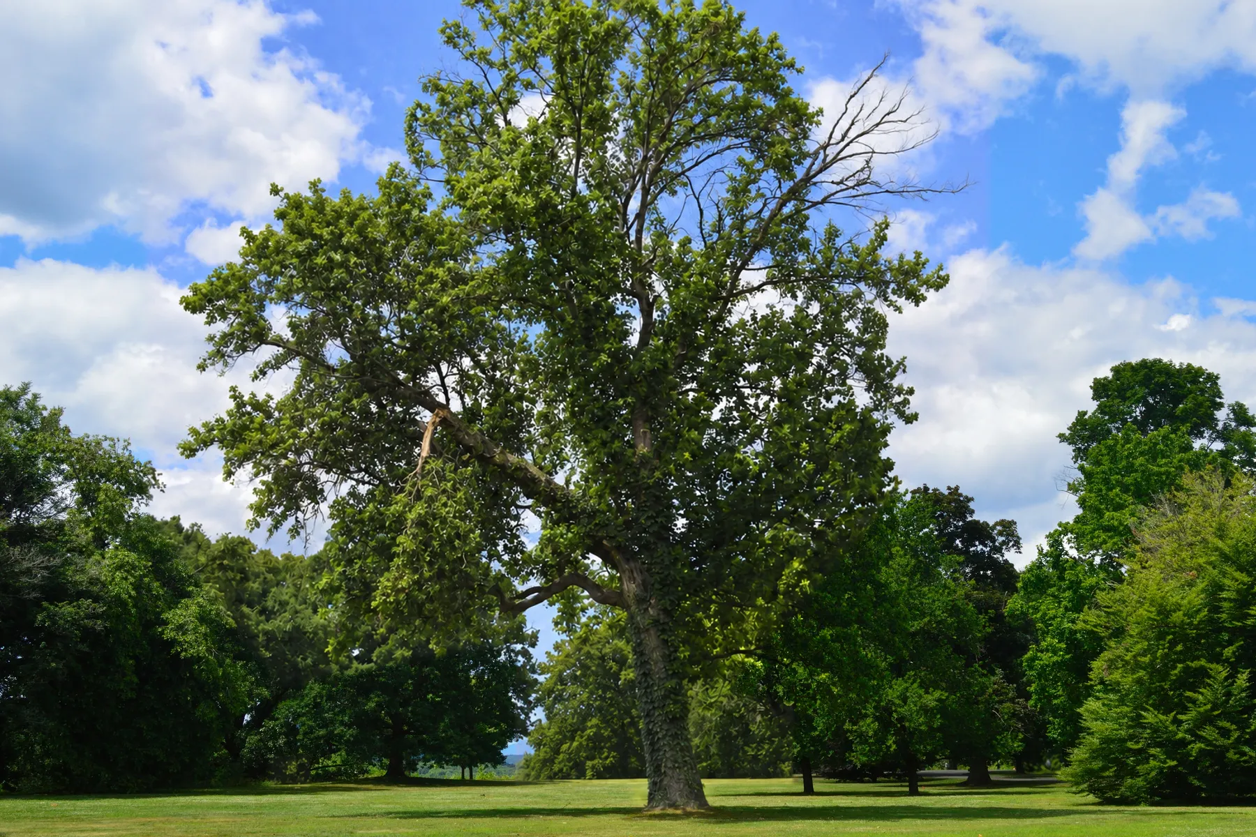 Illustrative before: a mature parkland tree with ivy up its trunk, deadwood in the crown and a snapped limb hanging on the left.