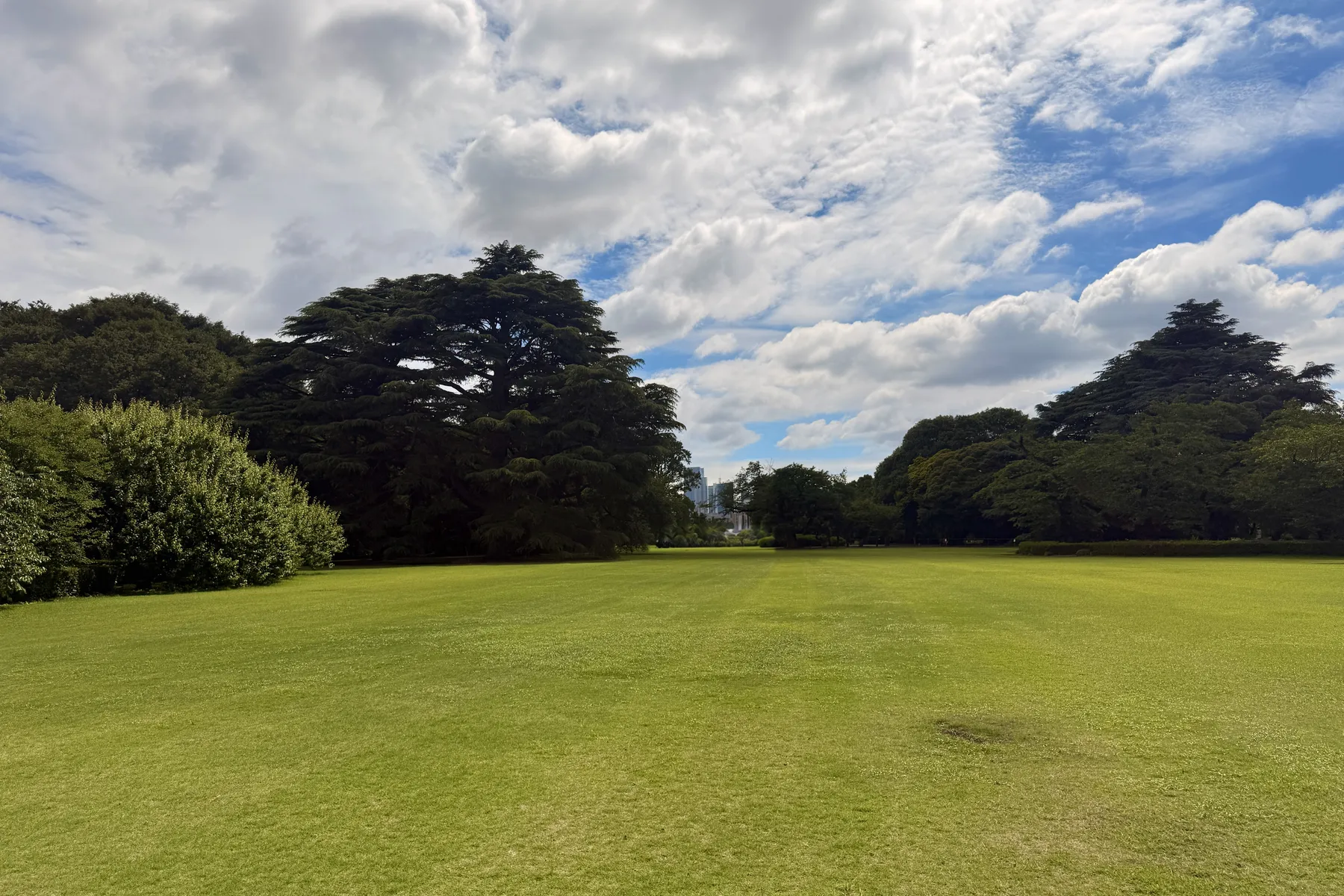 Parkland cedars and a rounded shrub beside a clear mown lawn.