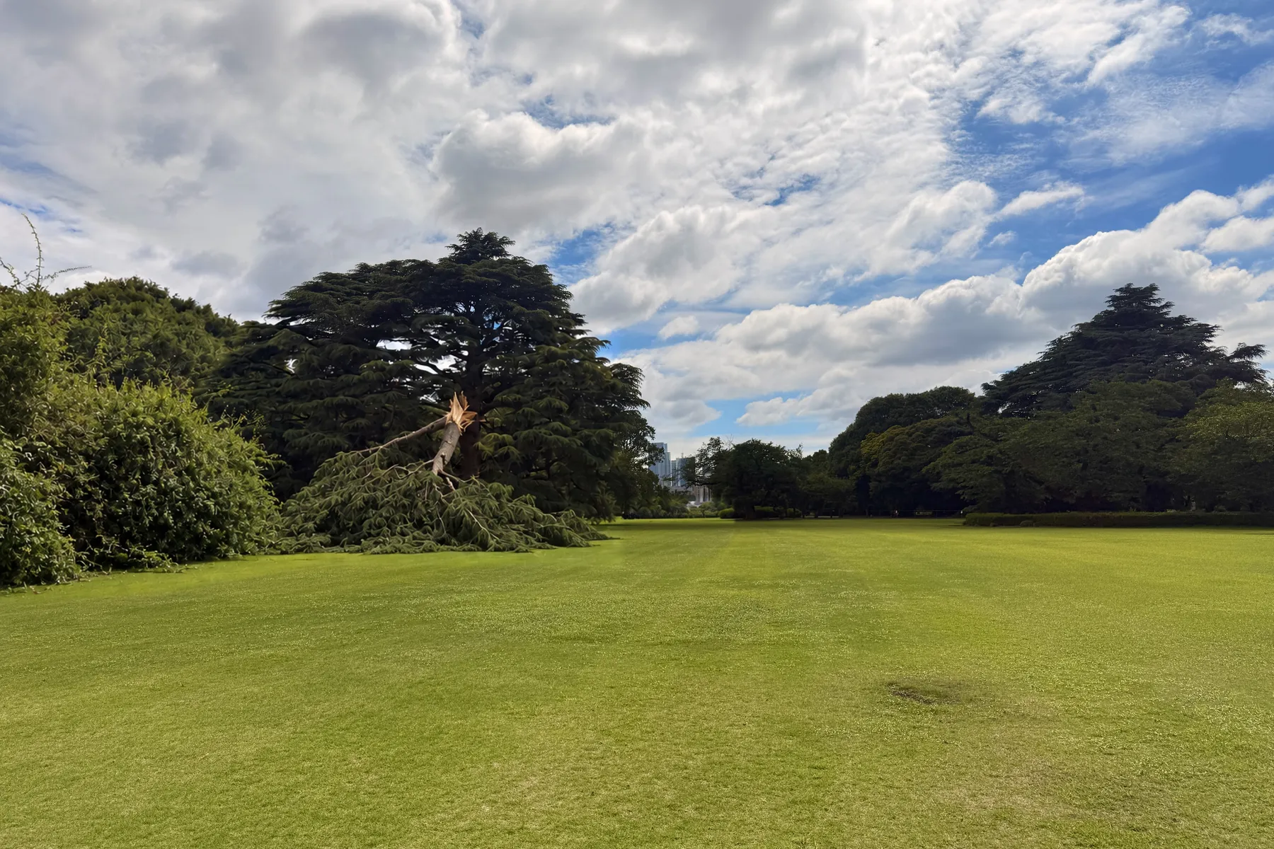 Illustrative before: a storm-torn limb from a cedar lying across the lawn beside an overgrown shrub.