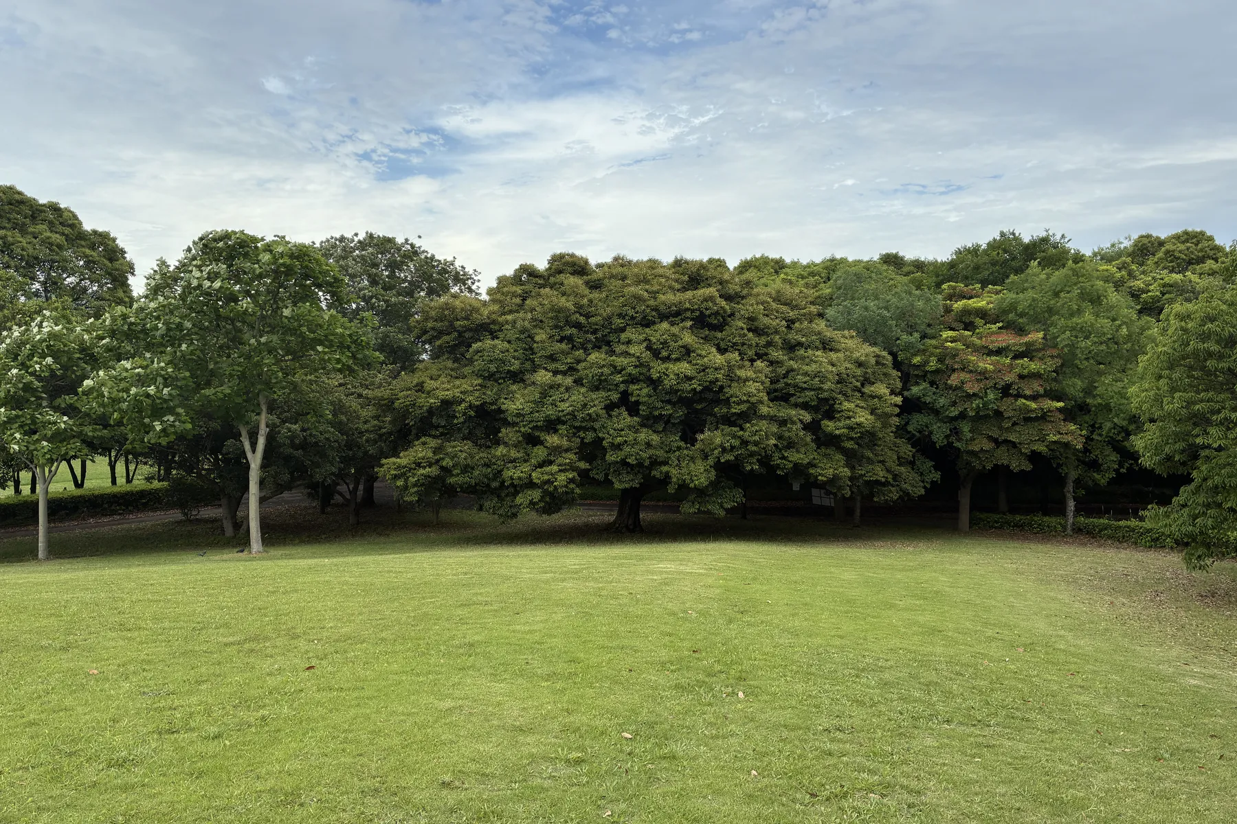An open lawn edge beneath a line of rounded broadleaf trees.