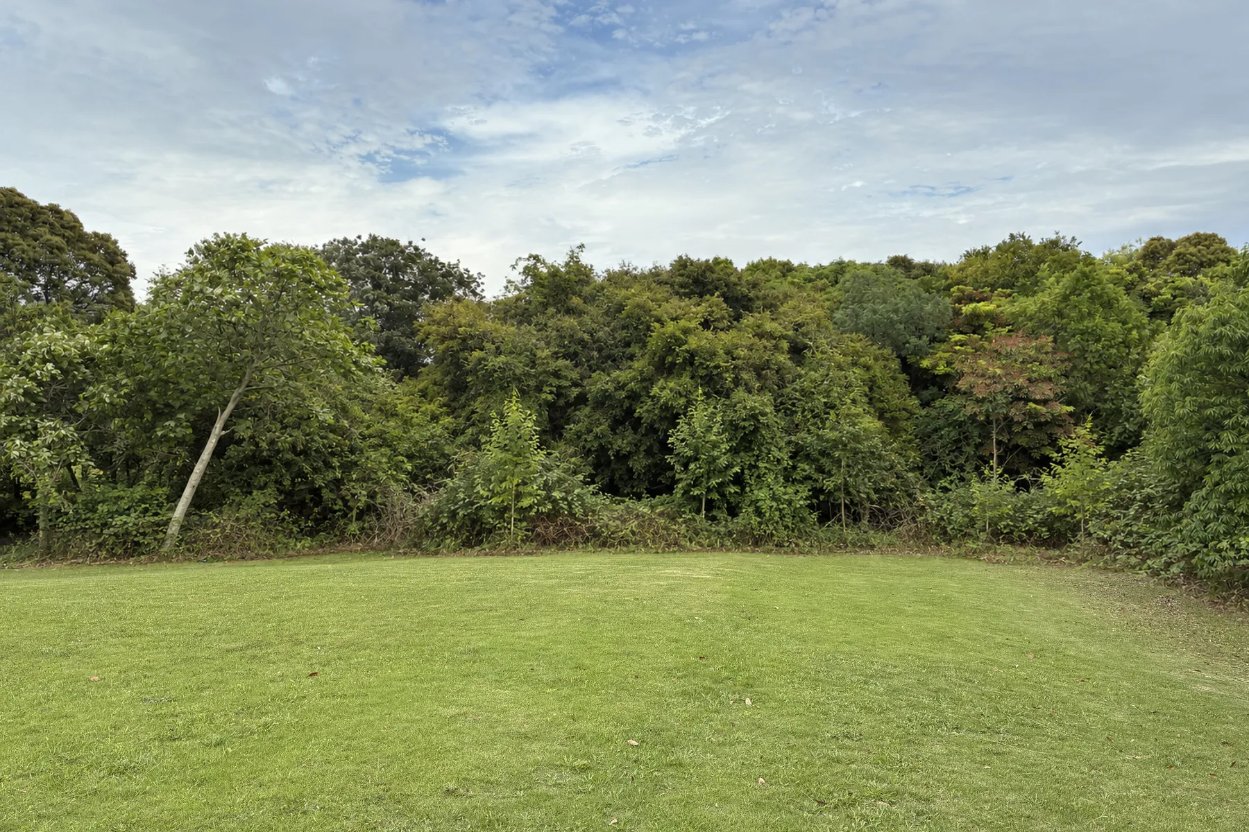 Illustrative before: a ragged tree line with a leaning tree, brambles and self-seeded saplings along the lawn edge.